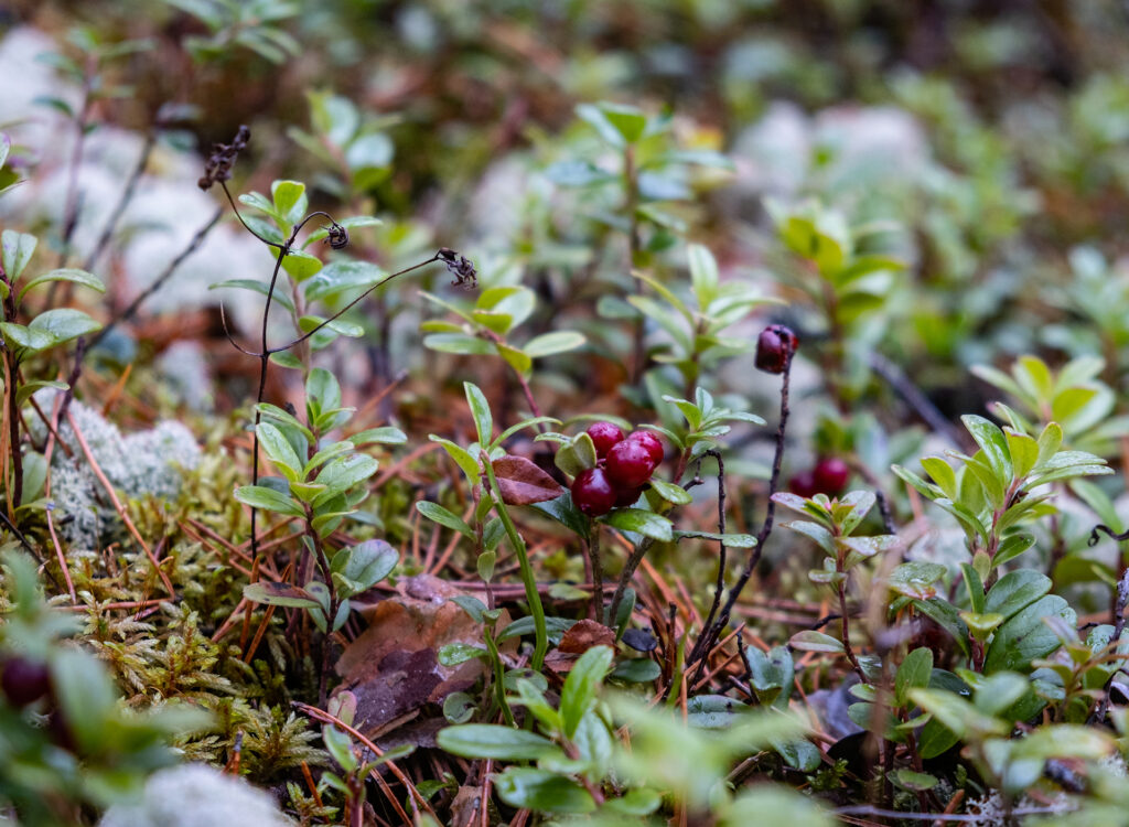 Удивительное путешествие по Карелии вместе c ATVARMOR Club!