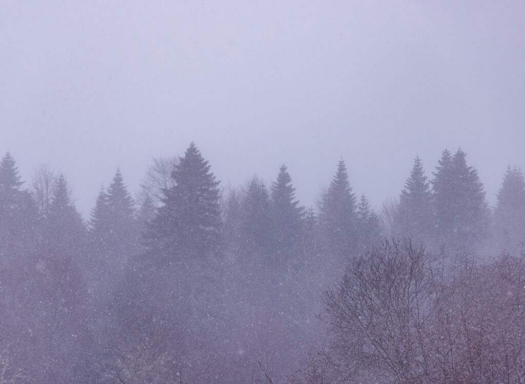 Закрытие квадросезона 2025 с квадроклубом «Квадроманьяки ЮФО» и сетью мотоцентров «Форсаж»